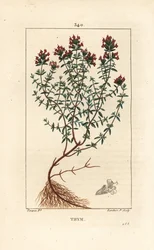 タイム（Thymus vulgaris）、花、葉、茎、根を示す。Chaumeton, Poiret and Chamberetの "La Flore Medicale", Paris, Panckouckeに掲載されたPierre Jean-Francois Turpinの絵からLambert Juniorが描いた手彩色のスティプル銅版画。