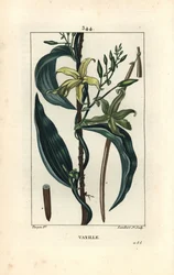 バニラ - 花、葉、種小胞を持つバニラ蘭（Epidendron vanilla）。Chaumeton, Poiret and Chamberetの "La Flore Medicale", Paris, PanckよりPierre Jean-Francois Turpinが描いた絵をLambert Juniorが手彩色のスティプル銅版画にしたもの。