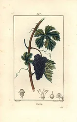 Vine - ブドウの木（Vitis vinifera）、果実、葉、蔓、茎を持つ。ショーメトン、ポワレ、シャンベの "La Flore Medicale"(パリ、パンクック)に掲載されたピエール・ジャン＝フランソワ・テュルパンの絵をもとに、ランベール・ジュニアが手彩色のスティプル銅版画を制作。