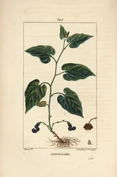 バージニア・スネークルート - 花、葉、茎、種、根を持つバージニア・スネークルート（Aristolochia serpentaria）。Chaumeton, Poiret and Chamberet の "... "に掲載されているPierre Jean-Francois Turpinの絵をもとにLambert Juniorが描いた手彩色のスティプル銅版画。