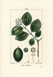 Vomiker - Strychnine tree or poison nut, Strychnos nux-vomica, with fruit, seed, leaf and flower.Chaumeton, Poiret and Chamberetの "La Flore "からPierre Jean-Francois Turpinが描いたものをLambert Juniorが手彩色のスティプル銅版画にしたもの。