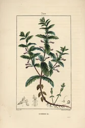 花、葉、茎、根を示したミズニラ（Teucrium scordium）。Chaumeton, Poiret and Chamberetの「La Flore Medi」に掲載されたPierre Jean-Francois Turpinの絵をもとにLambert Juniorが描いた手彩色のスティプル銅版画。