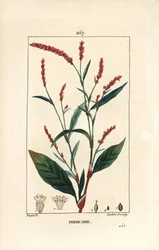 ウォーターペッパー・ノットウィー - 花、茎、葉を持つウォーターペッパー（Persicaria hydropiper（Polygonum hydropiper））。Chaumeton, Poiret and Chamberet