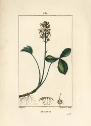 ウォータートレフォイルまたはメニャントウォータートレフォイル - Mars trefoil, Menyanthes trifoliata.パリで出版されたChaumeton, Poiret and Chamberetの "La Flore Medicale "に掲載されたPierre Jean-Francois Turpinの絵をもとにLambert Juniorが描いた手彩色のスティップル銅版画。