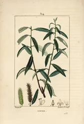 白または銀のヤナギ、白い籐 - 白ヤナギ（Salix alba）の葉、花、雄と雌のカタクリ、果実と種。ピエール・ジャン・フランソワ・トルパンがポイのショーメトンで描いた絵をもとに、ランバート・ジュニアが手彩色のスティプル銅版画を制作。