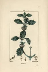 白または一般的なマールベ - 一般的なホアハウンド、Marrubium vulgare。Chaumeton, Poiret and Chamberet