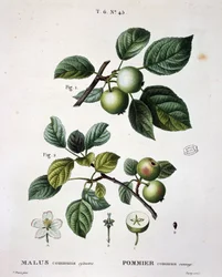 Apple mier commun sauvage - "Nouveau Duhamel du Monceau ou traité des arbres et shrustes que le culture en France", figure according to drawings by P.J. Redoute and P. Bessa, Parisに掲載されています。
