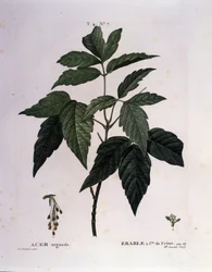 ボタニカル。楓の枝。ピエール・ジョセフ・ルドゥーテ（1759-1840）の水彩画「ヌーヴォー・デュアメル・デュ・モンソー、またはフランスで栽培されている樹木と灌木」より抜粋（1819年