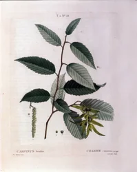 ボタニカル：チャームの枝。Pierre Joseph Redoute (1759-1840) 1819年による水彩画「Nouveau Duhamel du Monceau or Treats Treats Trees and Shrubs Cultivated in France」より抜粋。
