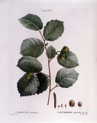 ボタニカル：ヘーゼルナッツの枝。Pierre Joseph Redoute (1759-1840) 1819年による水彩画「Nouveau Duhamel du Monceau or Treats Treates Trees and Shrubs Cultivated in France」からの抜粋。