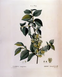 植物学：ニレの枝。Pierre Joseph Redoute (1759-1840) 1819年による水彩画「Nouveau Duhamel du Monceau or Treats Treats Trees and Shrubs Cultivated in France」からの抜粋。