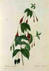 フクシア・コクシネア（「Choix des Plus Belles Fleurs」より