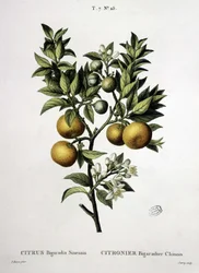 Lemon tree chinese bigaradier - "Nouveau Duhamel ou traité des arbres et shrustes que on cultivation in France" の中で、P.J. RedoutéとP.J. Redoutéが描いています。ベッサ、パリ