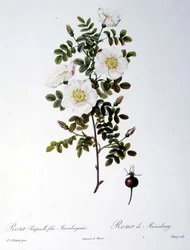 Rosa Pimpinellifolia Mariaeburgensis（ロサ・ピンピネリフォリア・マリエブルゲンシス）、Chapuy（シャピュイ）作、Remond（レモン）作「Les Roses」より。1818年（彩色済み彫刻）。