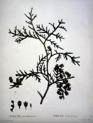 Thuja occidentalis or American Thuja - "Nouveau Duhamel du Monceau ou traité des arbres et shrustes que le culture en France "の中で、P.J.RedouteとP.Bessaが描いた絵に沿った数字。