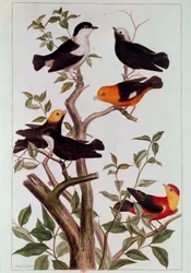 枝の上の鳥たち ピエール・ジョセフ（1731-1807）によるリトグラフ 18世紀 パリ、B.N.