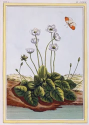 パルナッソスのクワクグラス パルナッソスの草、パブ。 1776年。