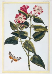 La Belle de Nuit Morning Glory、パブ。 1776年。