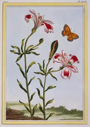 インカの斑点のある花（ペルーのユリ）、1766年頃