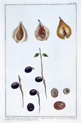 ナツメグ、c1751-1807
