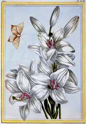 The Great White Lily、パブ。 1776年。