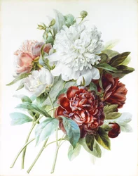 赤、ピンク、白の牡丹の花束