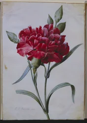 濃い赤のカーネーション、1822