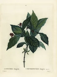 アルパインハニーサックル（Lonicera alpigena）。パリで出版されたHenri Louis Duhamel du Moncelの『Treat des Arbres et Shrustes』に掲載されたPierre-Joseph Redouteのイラストをもとに、Du Ruisseauが手彩色で描いたスティップル・エングレーヴィング。