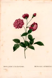 アニメーティング・チャイナローズ（Rosa chinensis hybrid）、ベンガル・アニメーティング（The Bengal animating）。ピエール・ジョセフ・ルドゥーテの「Les Roses」（パリ）より、手彩色のスティプル銅版画