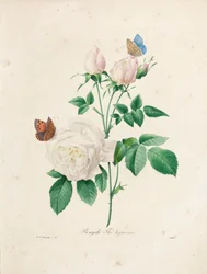 『最も美しい花と最も美しい果実の選択』、Vol。私、1827-33