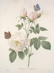 ベンガル茶、『最も美しい花と果実の選集』より、1827年