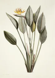 楽園の鳥; Strelitzia Reginae、