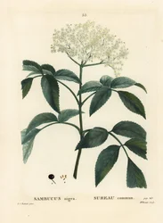 ブラックエルダーまたはヨーロッパエルダーベリー（Sambucus nigra）。パリで出版されたHenri Louis Duhamel du Moncelの『Treat des Arbres et Shrustes』に掲載されたPierre-Joseph Redouteのイラストをもとに、Miss Brenetが手彩色のスティプル・エングレーヴィングを施したもの。
