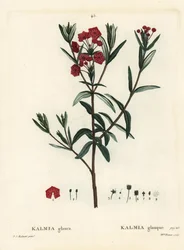 沼の月桂樹、Kalmia polifolia（Kalmia glauca）。パリで出版されたHenri Louis Duhamel du Moncelの『Treat des Arbres et Shrustes』に掲載されたPierre-Joseph Redouteのイラストをもとに、Miss Brenetが手彩色で描いたスティップル・エングレーヴィング。