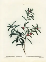 ボッグローズマリー（Andromeda polifolia）。パリのHenri Louis Duhamel du Monceauの『Treat des Arbres et Shrustes』に掲載されたPierre-Joseph Redouteのイラストをもとにした手彩色のスティプル・エングレーヴィング。