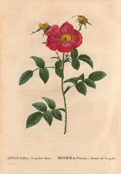ボタニカルボード、花、バラの品種。Provin Rose with Stapelia flowering (Rosa Gallica Stapeliae flora) おそらく絶滅した種。Pierre Joseph Redoute（1759-1840）の「Les Roses」第2巻に掲載。