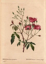 ボタニカルボード、花、ローズバリエ赤い花を咲かせるロサ・ヘーゼルナッツ（Rosa noisettiana purpurea）は、1822年にMonsieur Ternauxの庭でローズ・ヘーゼルナッツ・ヴァリエットの種子から得られたものです。ピエール・ジョセフ・ルドゥー(1759-184)の「Les Roses」第2巻に掲載。