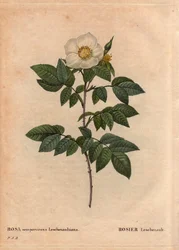 ボタニカルボード、花、バラの品種。レッシェノーローズ（Rosa sempervirens Leschenaultiana）。レッシェノー氏がインドのニルギリ（またはニルギリ、ニルギリス）、ブルーマウンテンで発見。1824年以前にタミル・ナードゥ州で。L」では
