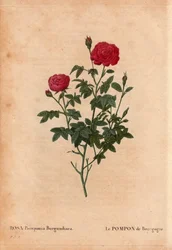 ボタニカルボード、花、バラの品種。ブルゴーニュのポンポン（Rosa Pomponia Burgundiaca）。起源不明、1664年以前の出口品種。ピエール・ジョセフ・ルドゥーテ（1759-1840）の「Les Roses」第2巻に掲載。