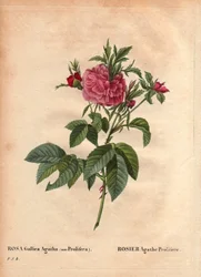 ボタニカルボード、花、バラの品種。Rose Agathe Prolifere (Rosa Gallica Agatha Prolifera)です。ピエール・ジョセフ・ルドゥーテ（1759-1840）の「Les Roses」第2巻に掲載。