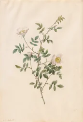 ブライアー ブッシュ ローズまたはドッグ ローズ (Rosa Sepium Rosea)