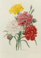 「最も美しい花の選択」からのカーネーション、1833年