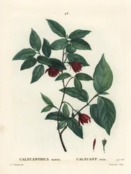 カロライナ・スパイシーブッシュまたはイースタン・スイートシュラブ、Calycanthus floridus var. glaucus (Calycanthus nanus)。Henri Louis Duhamel du Moncelの『Treat des Arbres et Shrustes』に掲載されたPierre-Joseph Redouteの挿絵をもとに、Du Ruisseauが描いた手彩色のスティプル・エングレーヴィング。