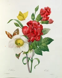 ピエール・レドゥーテ（1759-1840）による「レショワデプラスベルフルール」のクリスマスローズ、ヘレボルスニジェール、蝶と赤いカーネーション