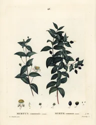 一般的なマートル（Myrtus communis）。パリで出版されたHenri Louis Duhamel du Moncelの『Treat des Arbres et Shrustes』に掲載されたPierre-Joseph Redouteのイラストをもとに、Demachyが手彩色で描いたスティプル・エングレーヴィング。