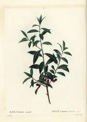 大王ヒイラギ（Ilex cassine）。パリで出版されたHenri Louis Duhamel du Moncelの『Treat des Arbres et Shrustes』に掲載されたPierre-Joseph Redouteの挿絵をもとに、Coqueretが描いた手彩色のスティプル・エングレーヴィング。