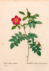 結実したピンクアルパイン（ロサ・ペンドゥリナ）。ピエール・ジョセフ・ルドゥーテの「Les Roses」（パリ）より、手彩色のスティプル銅版画