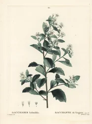 イースタン・バッカリス、グラウゼル・ブッシュ、シーマートル、ソルトブッシュ（Baccharis halimifolia）。パリで出版されたHenri Louis Duhamel du Moncelの『Treat des Arbres et Shrustes』に掲載されたPierre-Joseph Redouteのイラストをもとに、Miss Brenetが描いた手彩色のスティプル・エングレーヴィング。