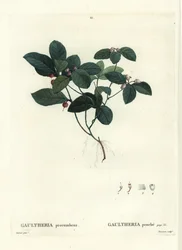 イースタン・ティーベリー、チェッカーベリー、ボックスベリー（Gaultheria procumbens）。パリで出版されたHenri Louis Duhamel du Moncelの『Treates des Trees et Shrustes』に掲載されたPierre-Joseph Redouteの挿絵をもとにTassaertが描いた手彩色のスティプルエングレーヴィング。