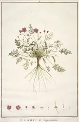 デイジースープラカナム、Geraniologia、または時間、PELARGONII、Monsoniae Grielumの歴史的アイコンの例証、1787-88（手塗りの彫刻）